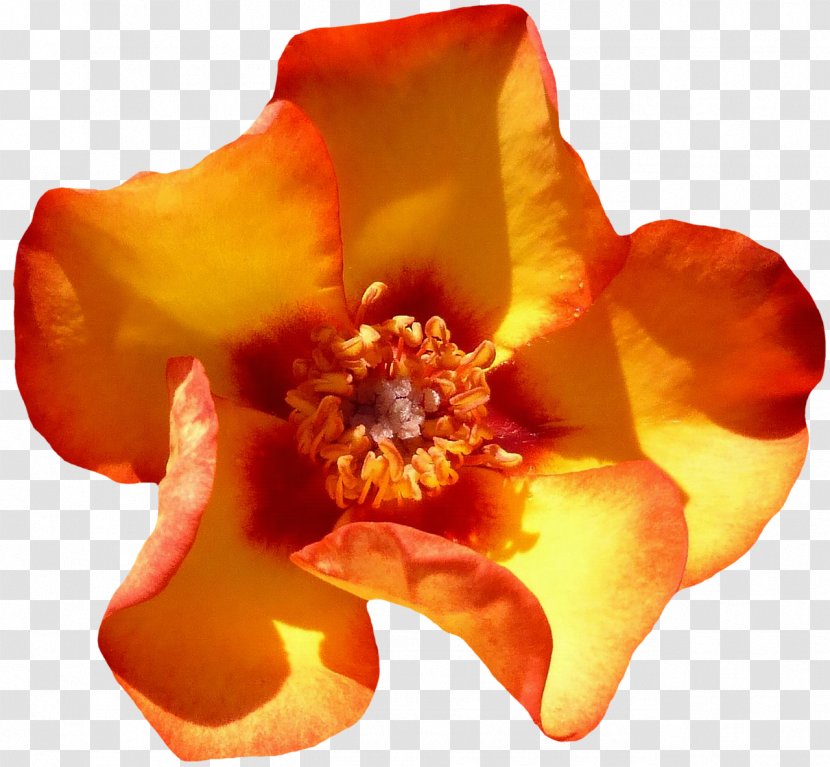 Beach Rose Flower Orange Petal Blossom - Plant - BLOSSOM Transparent PNG