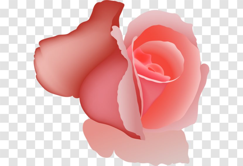Garden Roses Centifolia Beach Rose Clip Art - Plant - Pink Transparent PNG