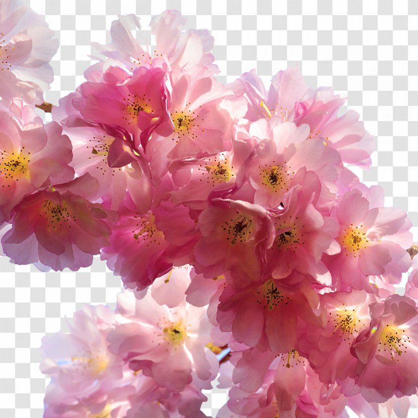 Flower Cherry Blossom Cerasus Rose - Shrub - Pink Transparent PNG