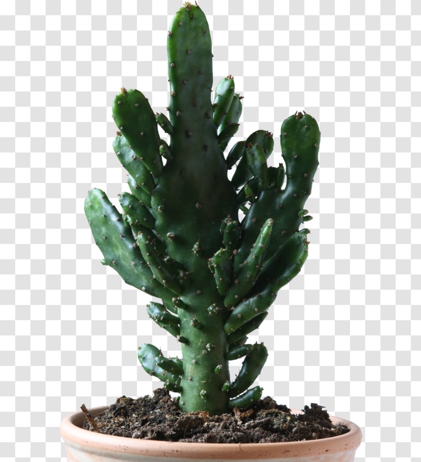 Cactos/Cactus Cactaceae Succulent Plant Prickly Pear - Clipart Download Cactus Transparent PNG
