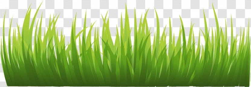 Animation Icon - Grass - Image, Green Picture Transparent PNG