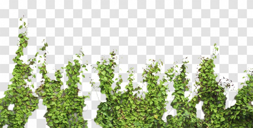 Tree Parthenocissus Tricuspidata - Grass - Green Wall Tiger Transparent PNG