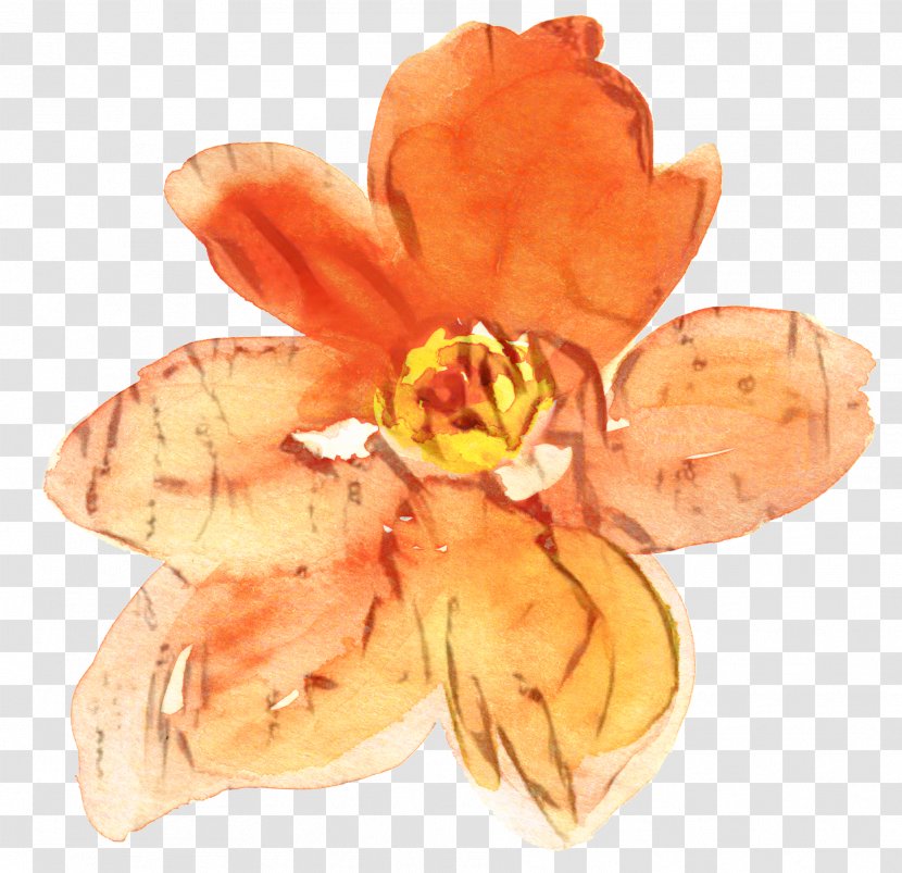 Lily Flower Cartoon - Crocus - Herbaceous Plant Transparent PNG