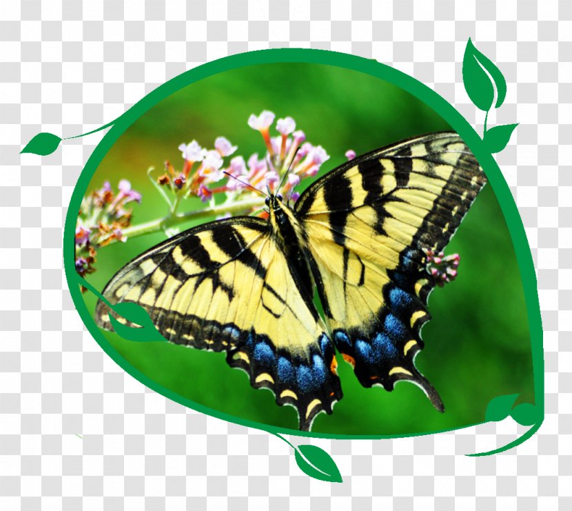 Butterfly Pavilion YouTube House Learning - Biological Life Cycle Transparent PNG