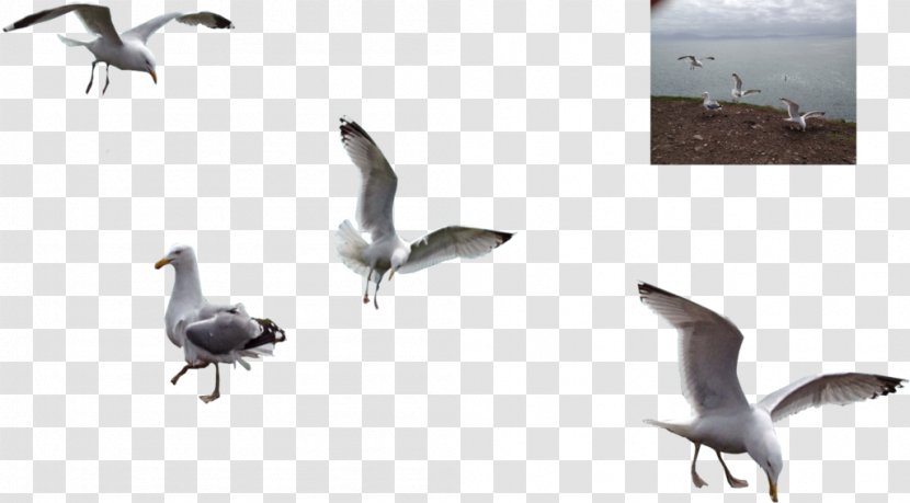 Water Bird Migration Animal Goose - Beak - Seagulls Transparent PNG