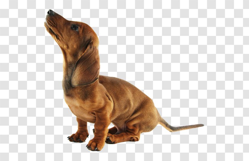 Dachshund Puppy Dog Breed Companion Snout Transparent PNG