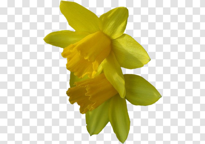 Narcissus Scrapbooking Flower Petal - Jonquil Transparent PNG