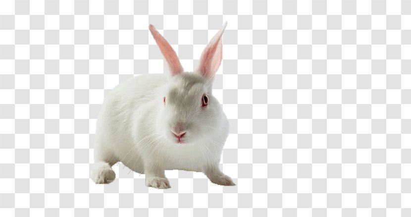 Domestic Rabbit Hare Moon - Photography Transparent PNG