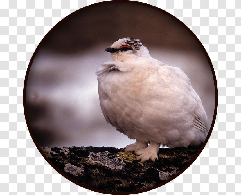 Bird Rock Ptarmigan Alps Willow Partridge - Animal Transparent PNG