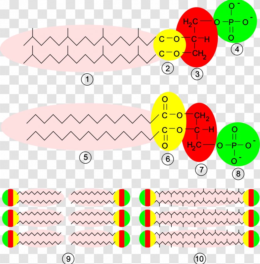 Archaeans Biological Membrane Cell Biology - Structure Transparent PNG