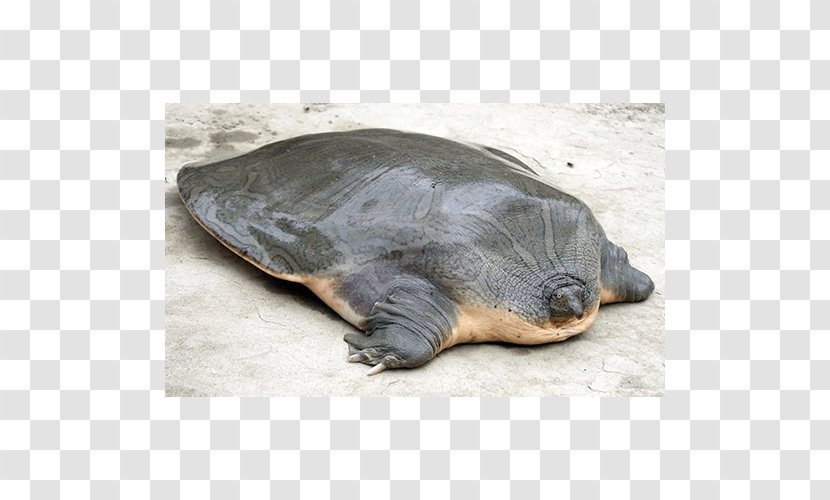 Cantor's Giant Softshell Turtle Suzhou Zoo Yangtze Indian Narrow-headed - Organism Transparent PNG