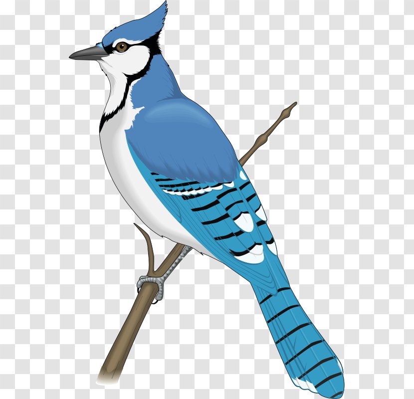 Blue Jay Clip Art - Royaltyfree - Bird Transparent PNG