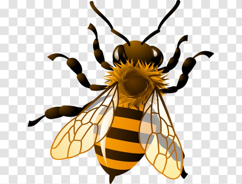 Western Honey Bee Bumblebee Royalty-free Clip Art - Fly - Easy Insect Cliparts Transparent PNG