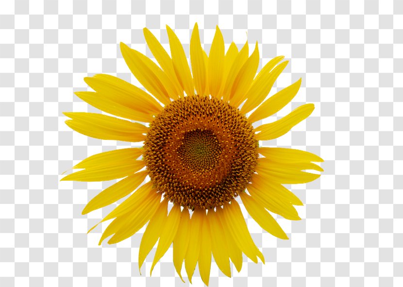 Common Sunflower Royalty-free Clip Art - Petal Transparent PNG