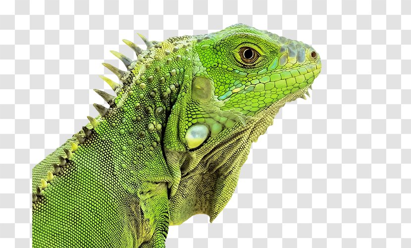Green Iguana Reptile Lizard Chameleons Snake - Pictures Transparent PNG