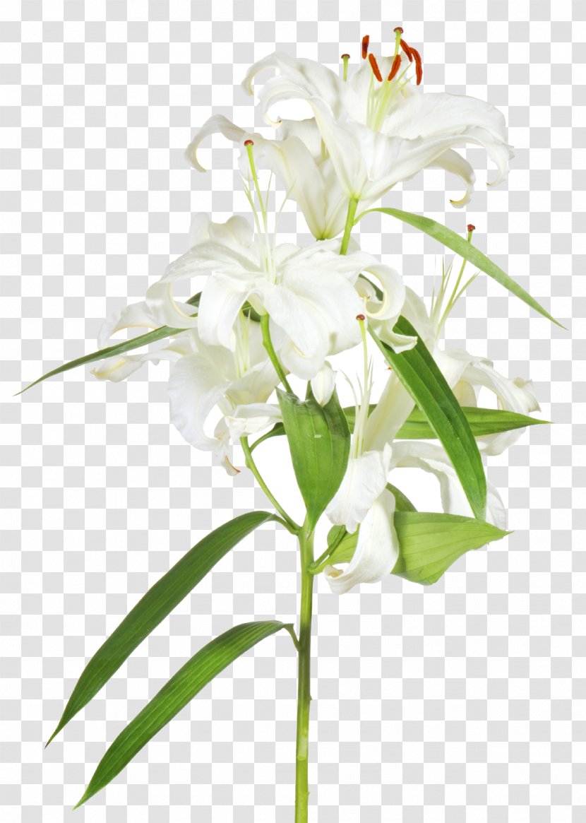 Easter Lily Floral Design Cut Flowers - Holy Week Transparent PNG