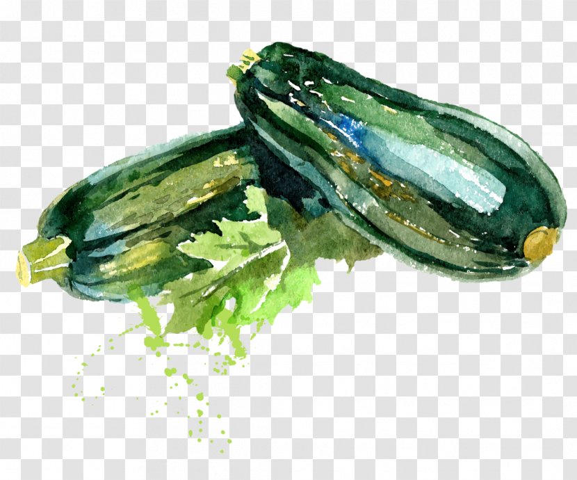 Organic Food Vegetable Watercolor Painting Zucchini Drawing - Cucumis - WATERCOLOR GREEN Transparent PNG