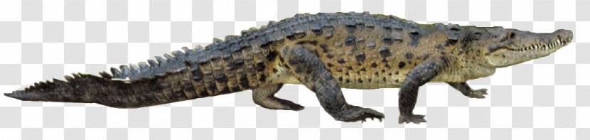 Nile Crocodile Gharial American Alligator - Crocodilehdimages Transparent PNG