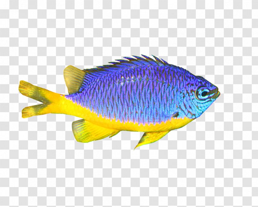 Download - Fish Transparent PNG