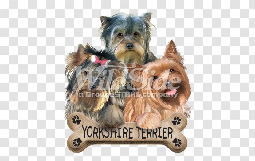 Yorkshire Terrier Australian Silky Morkie Cairn - Puppy Transparent PNG