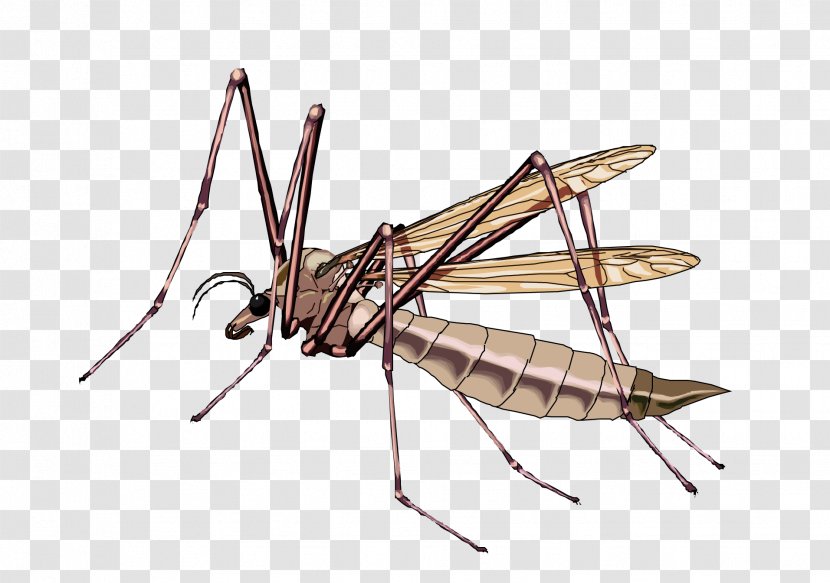 Insect Bee Ant Mosquito Reptile - Animal Grasshopper Transparent PNG