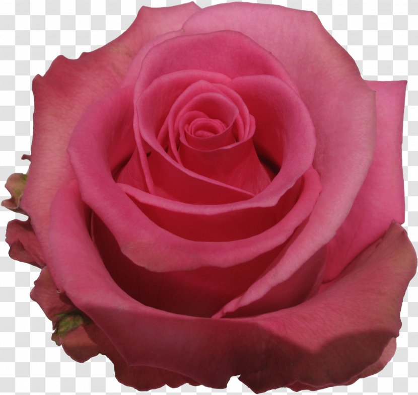 Garden Roses - Rose Family - Plant Red Transparent PNG