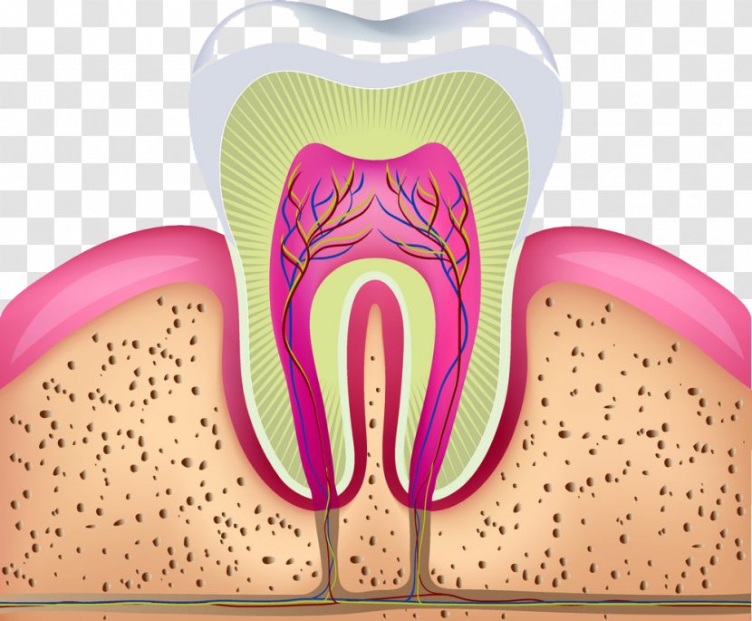 Human Tooth Dentistry Illustration - Frame - Sectional Diagram Teeth Transparent PNG