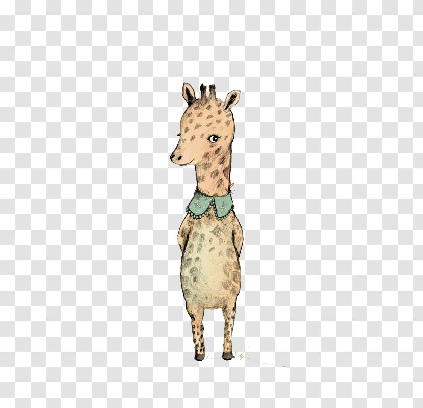 Reticulated Giraffe Northern Transparent PNG