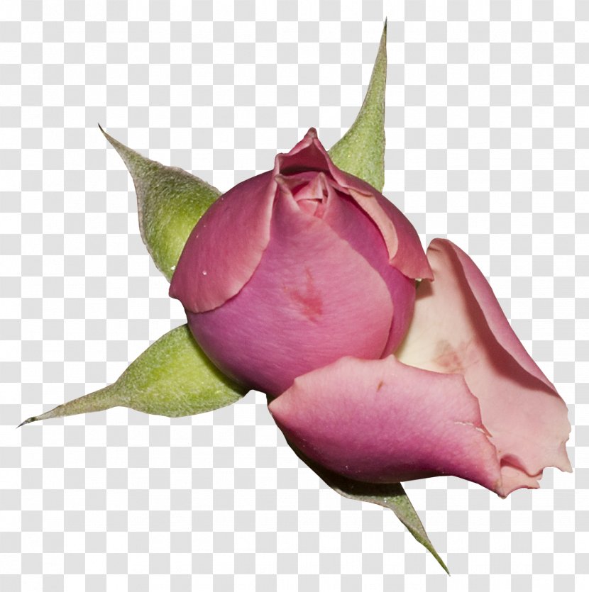 Garden Roses Flower Vintage Roses: Beautiful Varieties For Home And Centifolia Blue Rose - Plant Stem Transparent PNG
