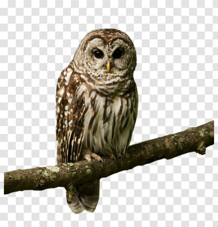 Owl Bird Desktop Wallpaper Image Metaphor - Animal Transparent PNG