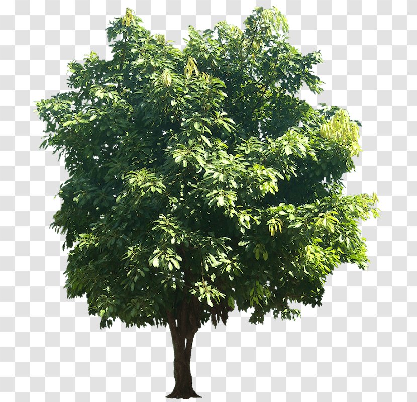 Tree Ficus Religiosa Trunk Clip Art - Fig Trees Transparent PNG