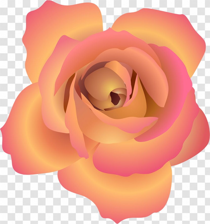 Beach Rose Flower Petal - Close Up - Apricot Transparent PNG