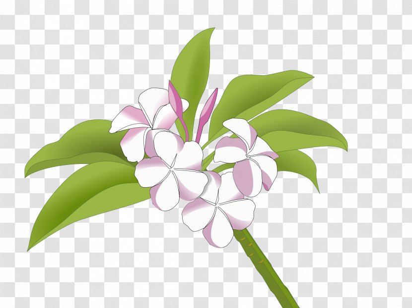 Cut Flowers Frangipani Drawing Clip Art - Pink - Plumeria Transparent PNG