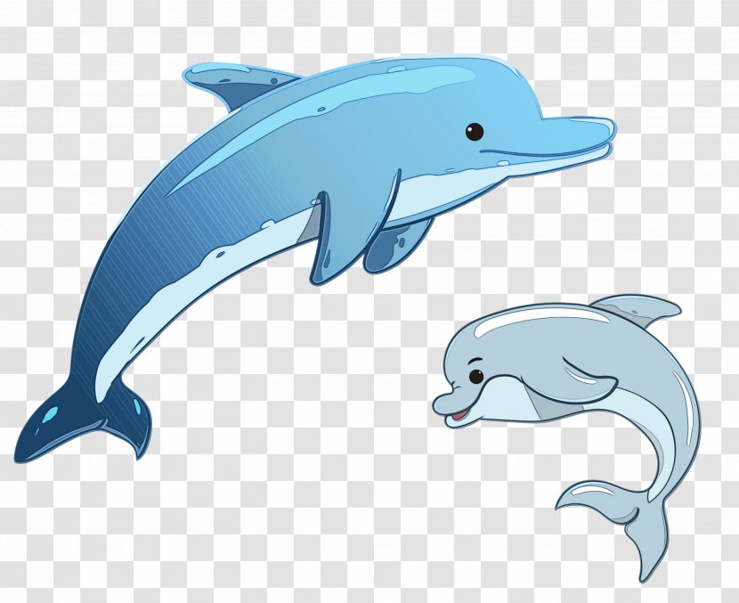 Short-beaked Common Dolphin Cartoon Whales Drawing - Spinner - Spotted Stenella Transparent PNG