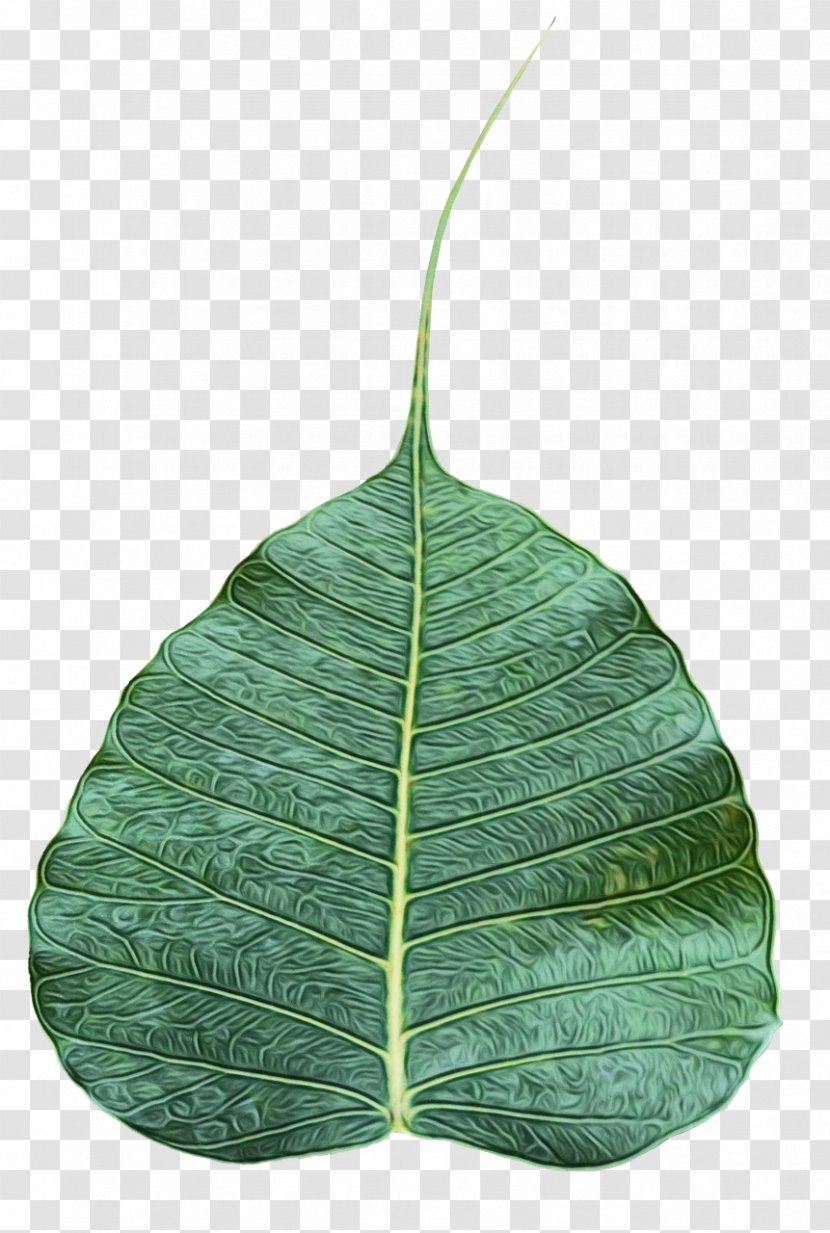 Leaf - Anthurium - Green Transparent PNG