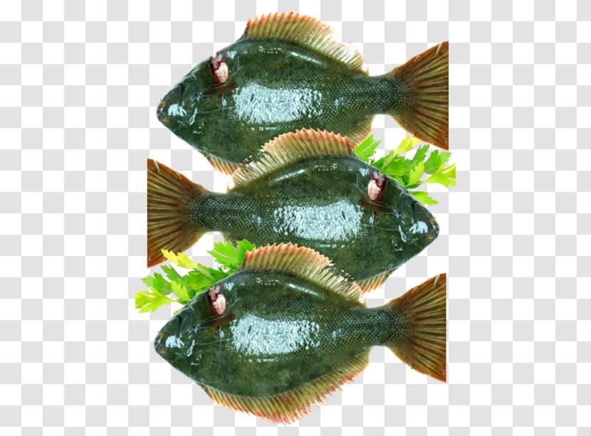 Tilapia Fish Products Perch Flatfish Transparent PNG