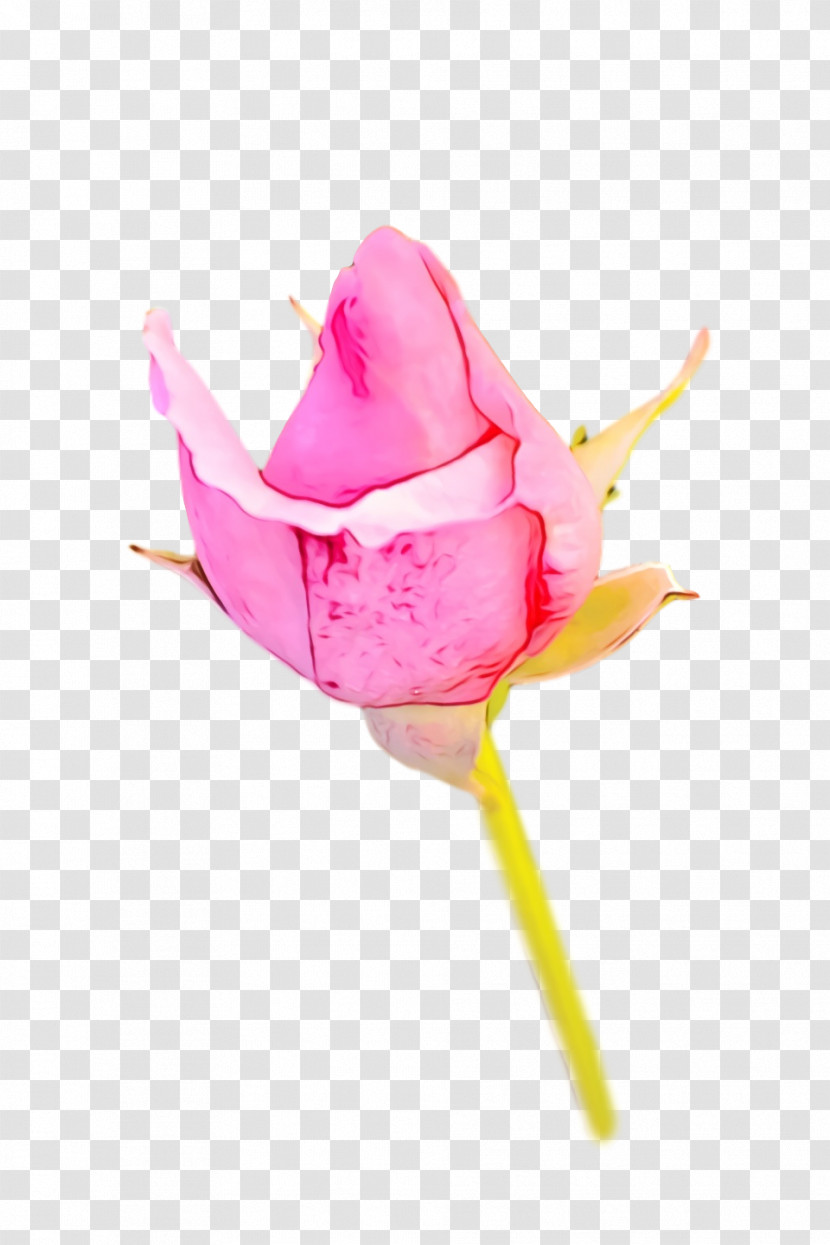 Garden Roses Transparent PNG