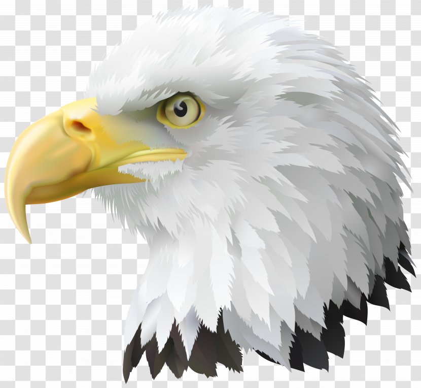 Bald Eagle United States Bird Clip Art - Beak Transparent PNG