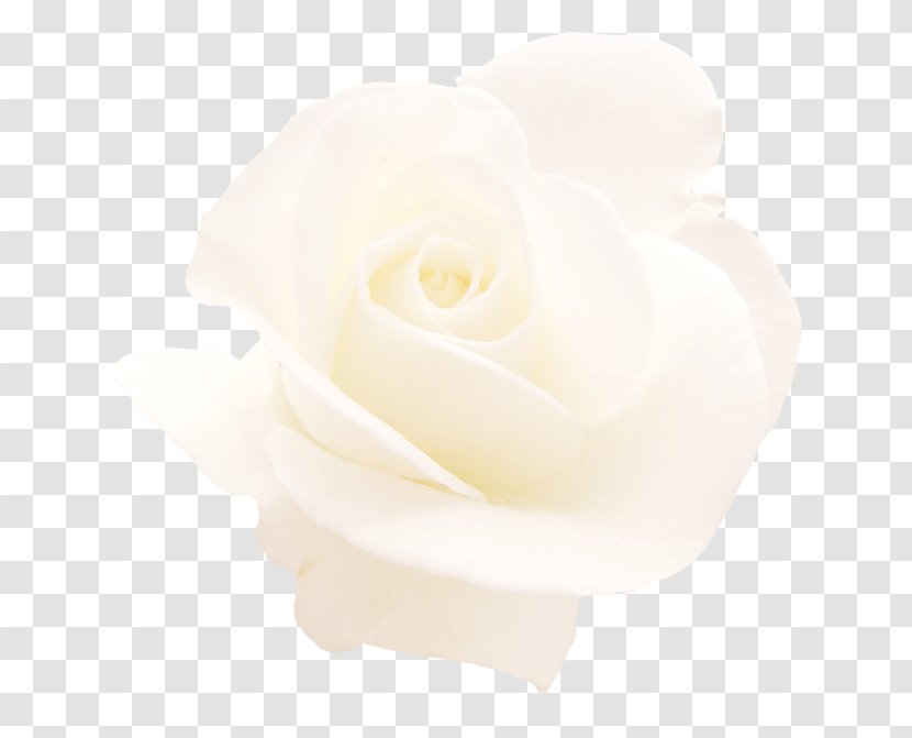 Garden Roses Gardenia Cut Flowers Petal - White - Rose Transparent PNG