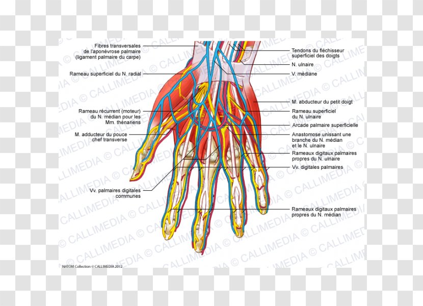 Nerve Blood Vessel Muscles Of The Hand Adductor Pollicis Muscle - Cartoon Transparent PNG
