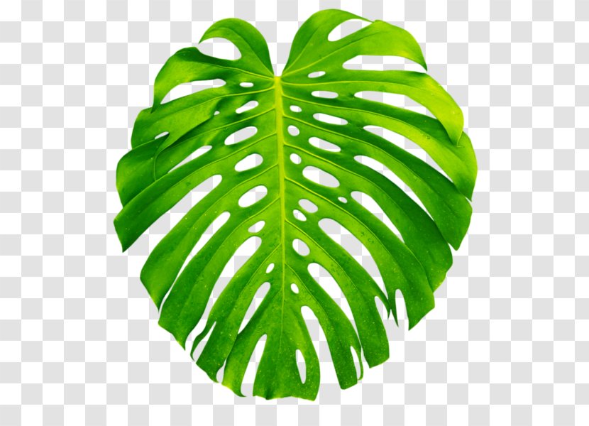 Plant Leaves Leaf Swiss Cheese - Tree - Tropical Transparent PNG