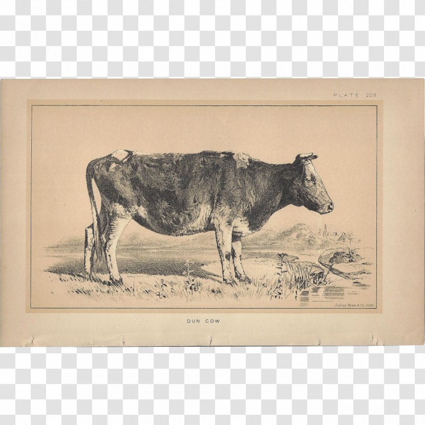 Dairy Cattle Ox Bull Transparent PNG