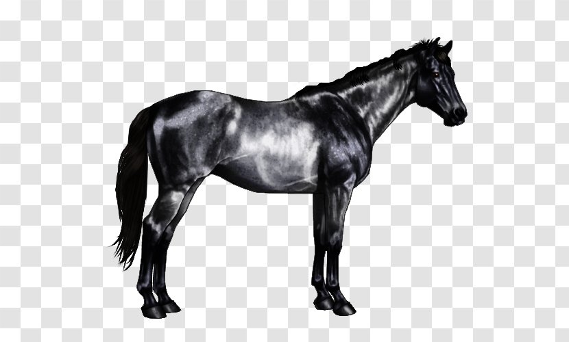 Horse Markings Equine Coat Color Roan Chestnut - Black And White - Grey Transparent PNG