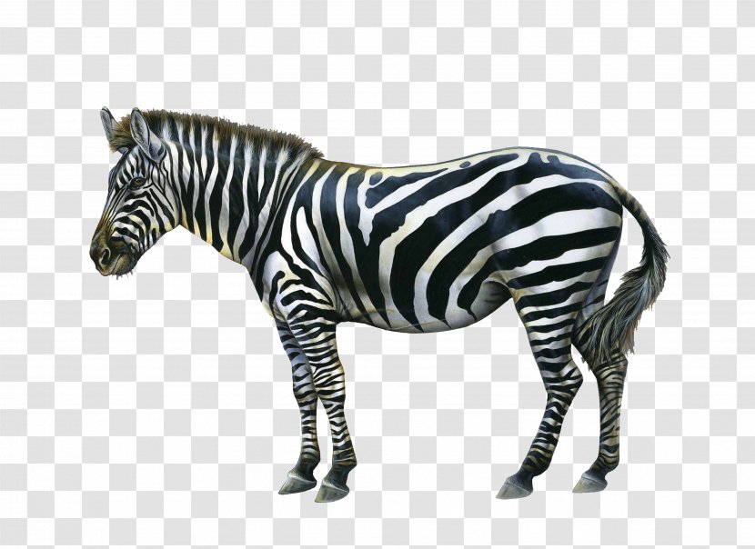 Zebra Quagga Download Clip Art - Neck Transparent PNG