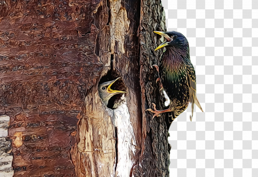 Woodpeckers Beak Transparent PNG