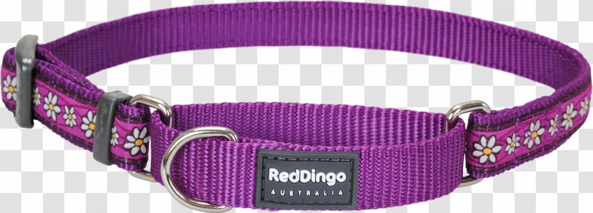 Dog Collar Dingo Martingale Bull Terrier (Miniature) - With Transparent PNG