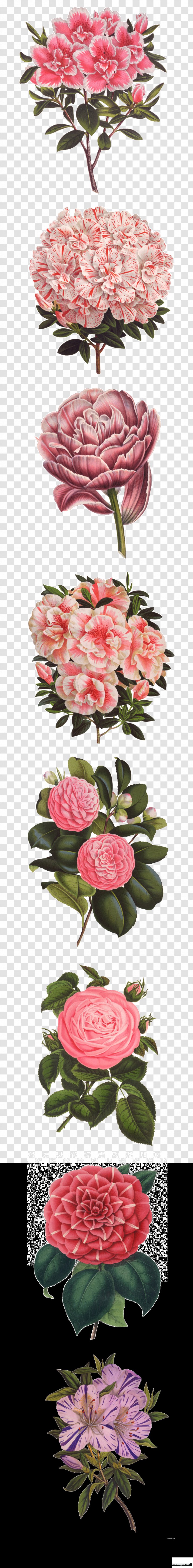 Poor Anima Petal Text Pink Azalea - Delicate Flower Transparent PNG