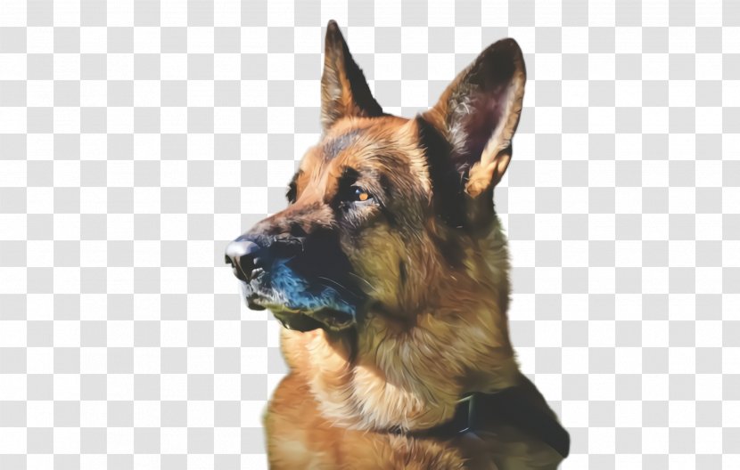 Dog German Shepherd Breed King Old - Snout Transparent PNG