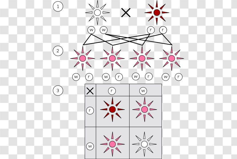 Mendelian Inheritance Dominance Genetics Biology St Thomas's Abbey, Brno - White - Breed Transparent PNG