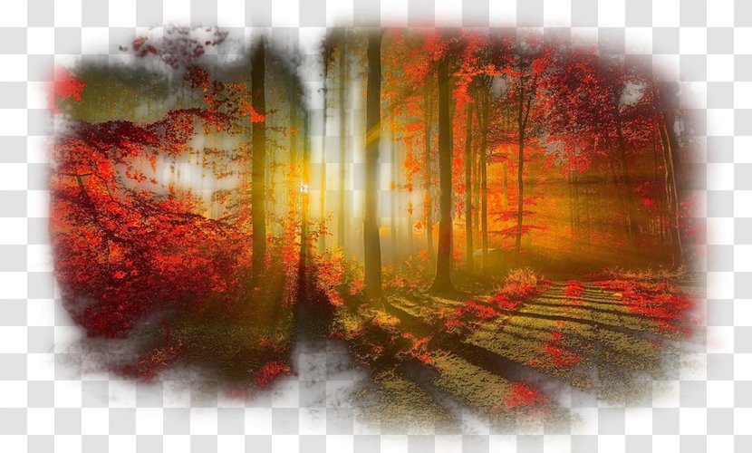 Light Tree Desktop Wallpaper Wood Autumn - Computer Transparent PNG